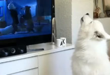 Nova zveza je rođena – Hollywood ga čeka definitivno pas koji gleda filmove i zavija