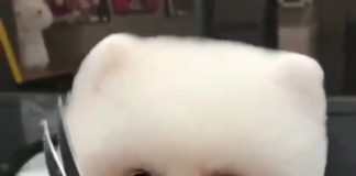 Jedan mali pas baš uživa u šišanju – Kad vidite njegovu reakciju biće vam jasno sve