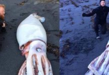 Pronađena je džinovska lignja na obali pored Wellingtona na Novom Zelandu dužine neverovatnih 4,2 metra džinovska lignja