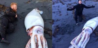 Pronađena je džinovska lignja na obali pored Wellingtona na Novom Zelandu dužine neverovatnih 4,2 metra džinovska lignja