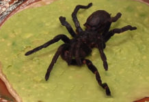 Bizaran meni – Restoran nudi zaštićenu vrstu tarantule pripremljene u tortilji trantula u tortilji