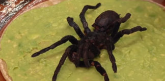 Bizaran meni – Restoran nudi zaštićenu vrstu tarantule pripremljene u tortilji trantula u tortilji