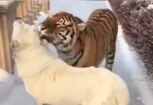 Za ovo prijateljstvo se može upotrebiti citat Meše Selimovića: „Prijateljstvo se ne bira, ono biva ko zna zbog čega, kao ljubav.“