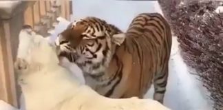 Za ovo prijateljstvo se može upotrebiti citat Meše Selimovića: „Prijateljstvo se ne bira, ono biva ko zna zbog čega, kao ljubav.“