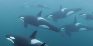 Predivno!! Poslušajte pesmu orki (video)