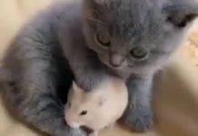 Čuli ste za izreku „Igra mačke i miša“? E pa evo kako to stvarno izgleda!