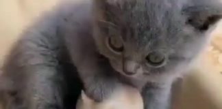 Čuli ste za izreku „Igra mačke i miša“? E pa evo kako to stvarno izgleda!