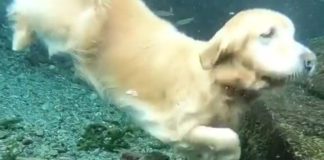 Ovo niste videli do sada: Pas koji obožava vodu ali manje da pliva a više da roni