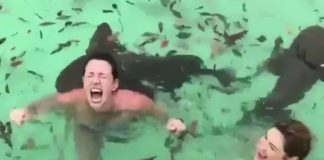 Kupanje sa ajkulama je dobra ideja? Ocenite sami!