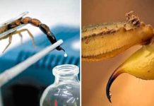 Kubanska medicina čini čuda sa Vidatox kapima koje se dobijaju iz otrova Rhopalurus junceus škorpije Vidatox kapi prodaja srbija lcenje od raka