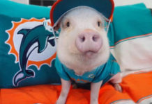 Upoznajte patuljasto prase Hamleta, ljubimca koji je terapeut svom vlasniku Hamlet minijaturno prase