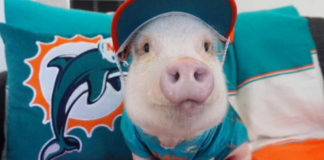 Upoznajte patuljasto prase Hamleta, ljubimca koji je terapeut svom vlasniku Hamlet minijaturno prase