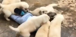 (Video) Bebu je napalo 7 debeljuškastih agresivnih pasa