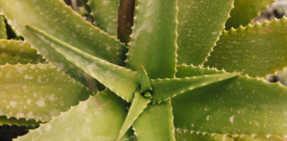 Zima bez prehlade: Zapostavljene namernice za jačanje imuniteta Namernice za zimu bez prehlade