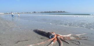 Okean krije svoje tajne: Džinovska lignja teška više od 320kg ostavila sve u šoku džinovska lignja