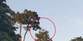 Distanciranje na višem nivou: Prolaznici nisu mogli da veruju svojim očima Čovek na drvetu