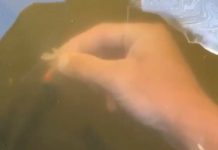 Gurnuo ruku u vodu da nahrani ribe pa ostao u ŠOKU zbog onoga što se iznenada pojavilo Zmija u vodi