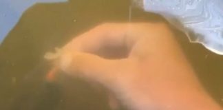 Gurnuo ruku u vodu da nahrani ribe pa ostao u ŠOKU zbog onoga što se iznenada pojavilo Zmija u vodi