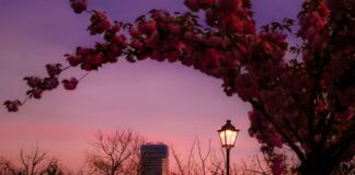 Da li je Beograd najpoželjniji grad za život u Srbiji?